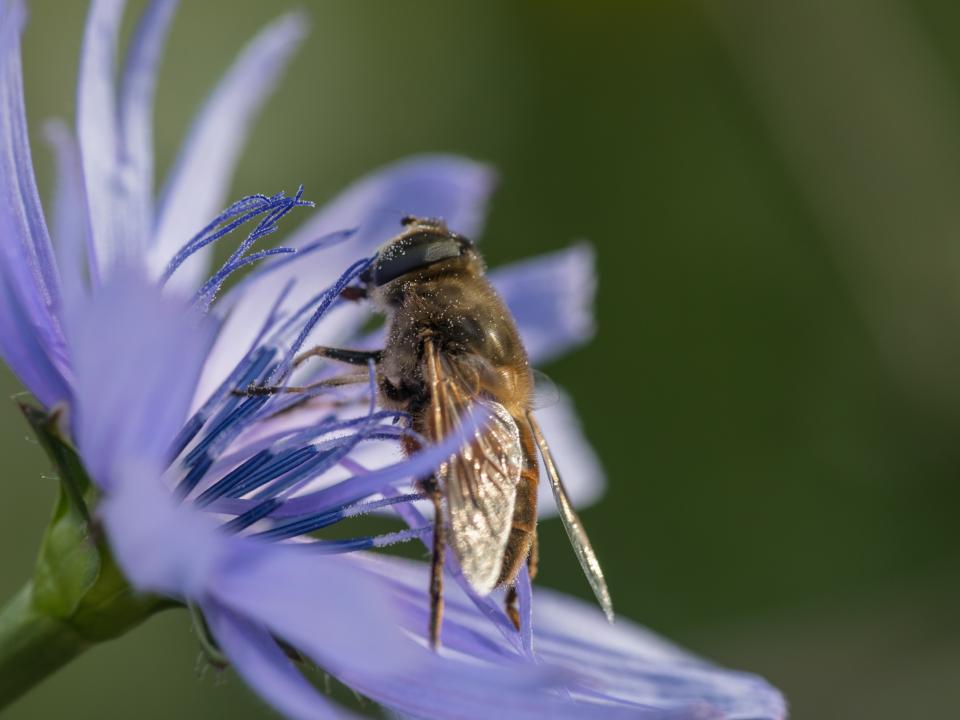 Biene auf Blume in der Wildblumenwiese von Dussnang