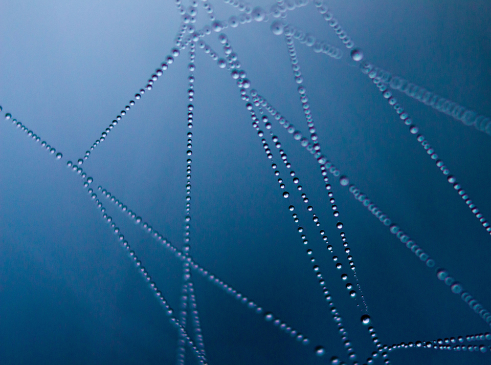 Spinnennetz Tau (Quelle pexels)